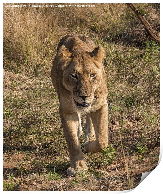 Lioness in Kruger Print by colin chalkley