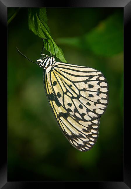 Resting Framed Print by Mark Robson