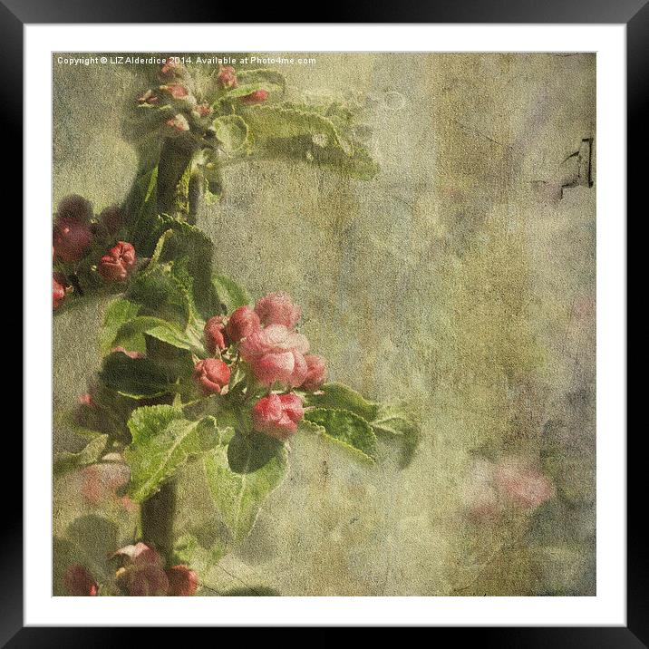Apple Blossom (square format) Framed Mounted Print by LIZ Alderdice