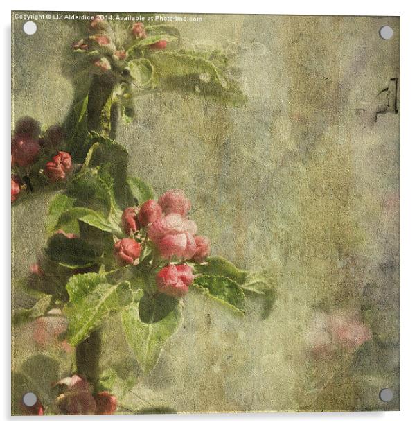 Apple Blossom (square format) Acrylic by LIZ Alderdice