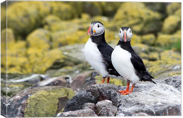 puffins Canvas Print by Northeast Images