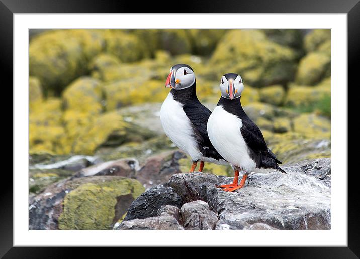puffins Framed Mounted Print by Northeast Images