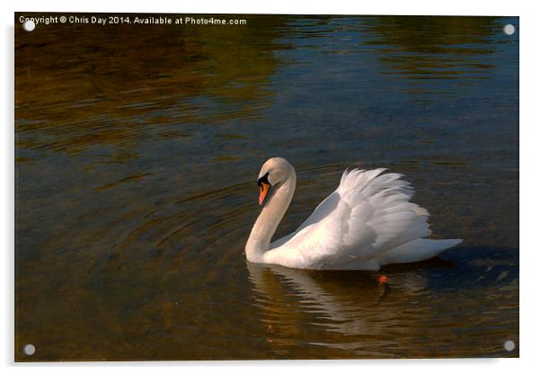 Mute Swan Acrylic by Chris Day