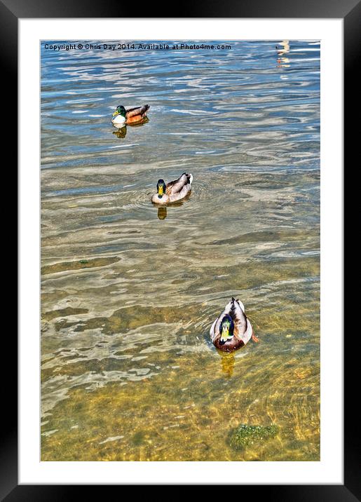 Mallards Framed Mounted Print by Chris Day