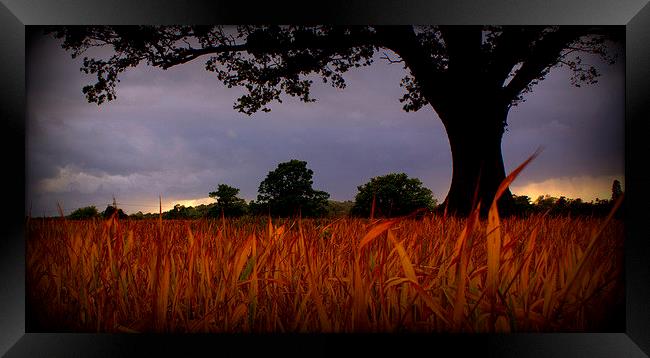 Scorched corn grass under foreboding sky Framed Print by carol hynes