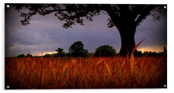 Scorched corn grass under foreboding sky Acrylic by carol hynes