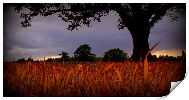 Scorched corn grass under foreboding sky Print by carol hynes