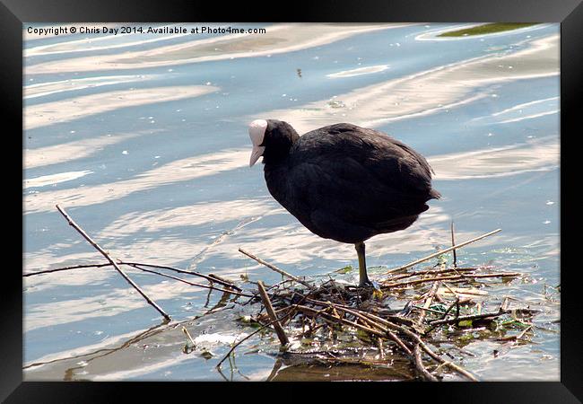 Coot Framed Print by Chris Day