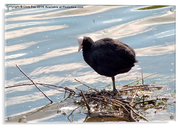 Coot Acrylic by Chris Day