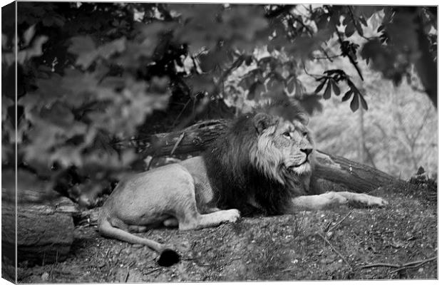 King of the Zoo Canvas Print by Andy Heap