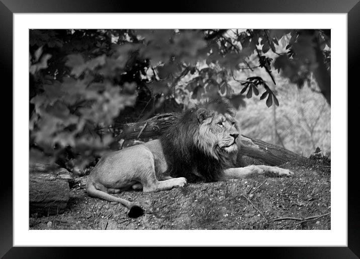 King of the Zoo Framed Mounted Print by Andy Heap
