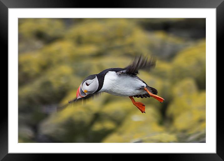 puffin Framed Mounted Print by Northeast Images