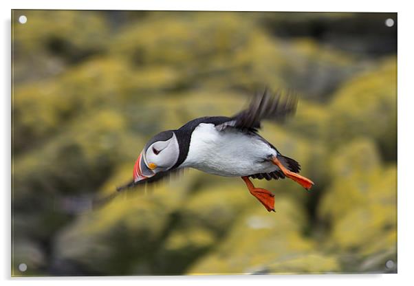 puffin Acrylic by Northeast Images