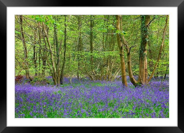 Bluebell Woods Framed Mounted Print by kelly Draper