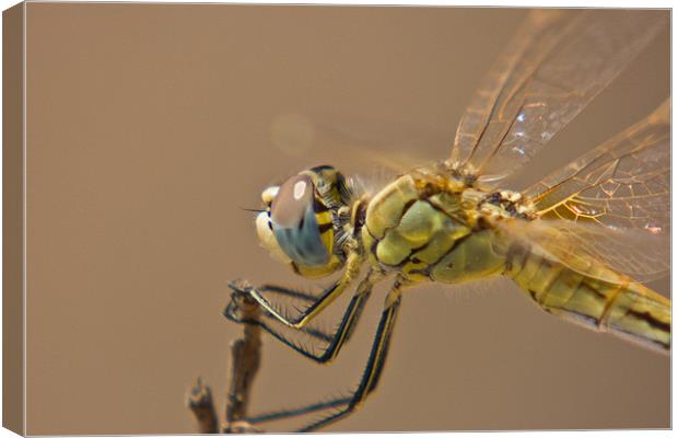 Red Darter Canvas Print by Peter West