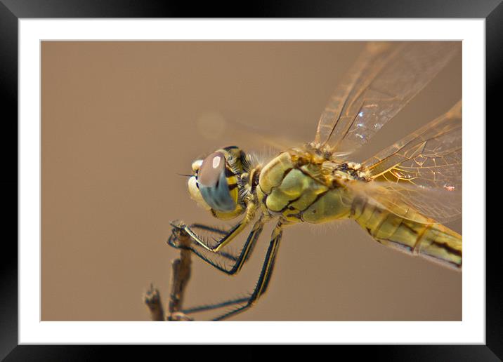 Red Darter Framed Mounted Print by Peter West