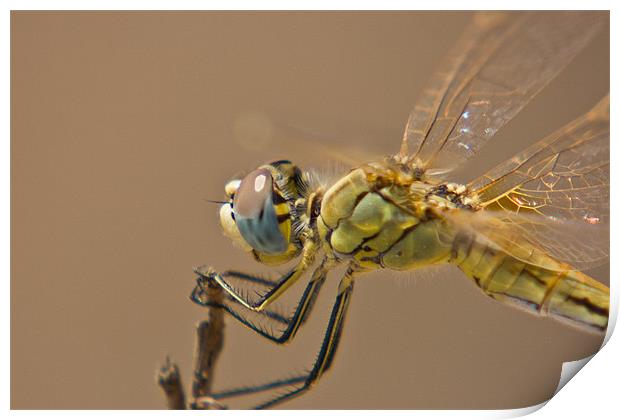 Red Darter Print by Peter West