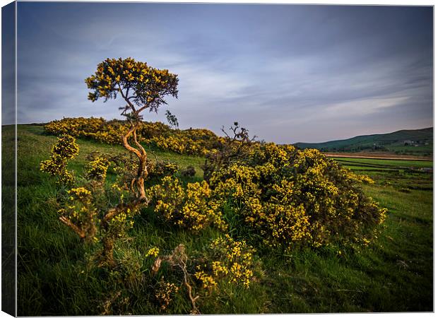Gorse Canvas Print by Laura Kenny