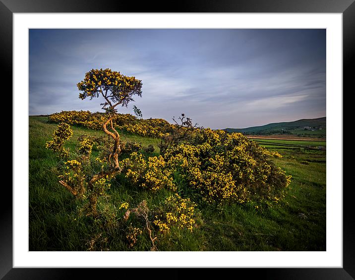 Gorse Framed Mounted Print by Laura Kenny