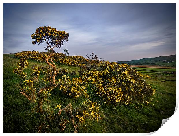 Gorse Print by Laura Kenny