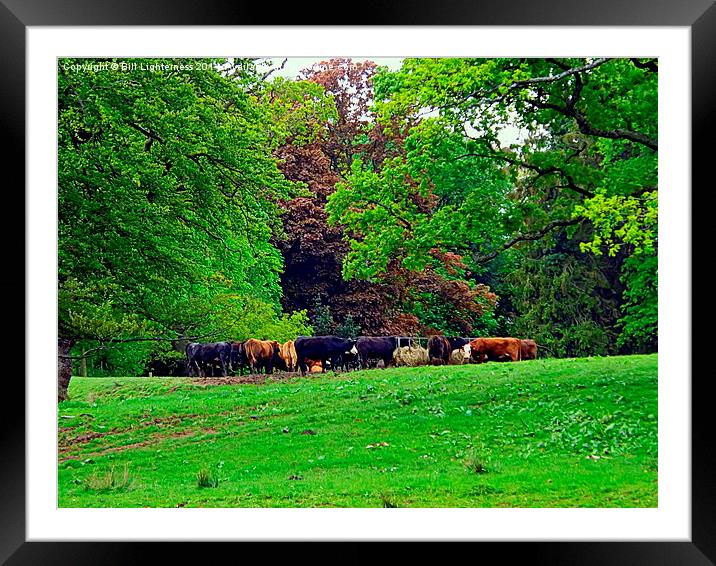 Lunchtime in the Woods Framed Mounted Print by Bill Lighterness