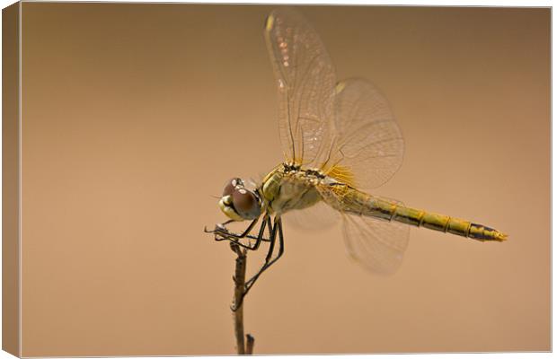 Male Red Darter Canvas Print by Peter West
