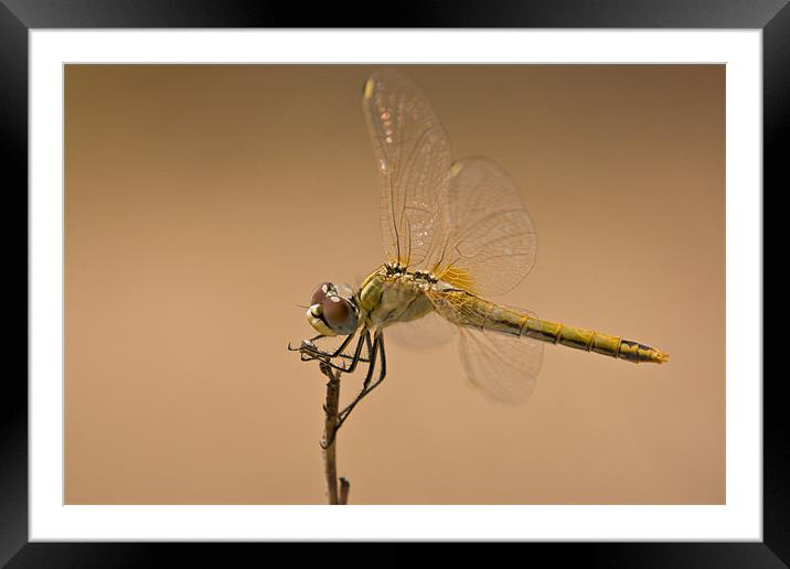 Male Red Darter Framed Mounted Print by Peter West