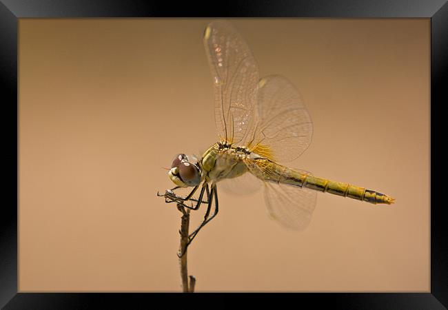 Male Red Darter Framed Print by Peter West