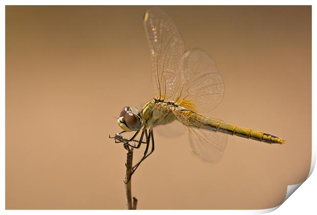 Male Red Darter Print by Peter West