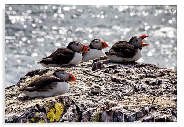 puffins Acrylic by Northeast Images