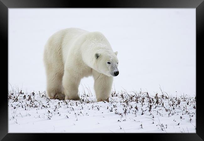 Prowling Polar Bear Framed Print by Carole-Anne Fooks