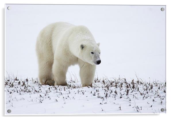 Prowling Polar Bear Acrylic by Carole-Anne Fooks