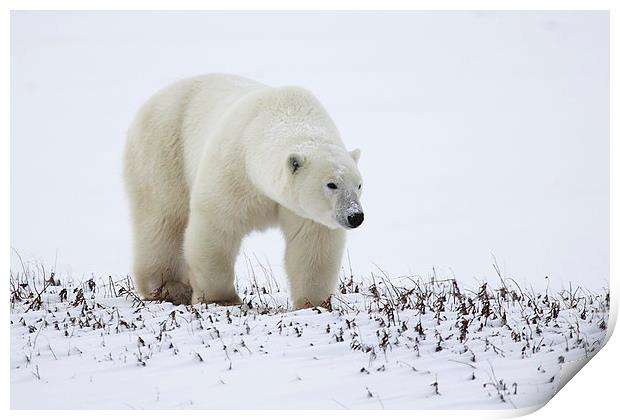 Prowling Polar Bear Print by Carole-Anne Fooks