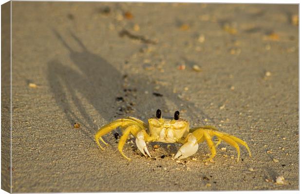 Sand crab on the beach Canvas Print by Jason Wells