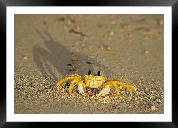 Sand crab on the beach Framed Mounted Print by Jason Wells
