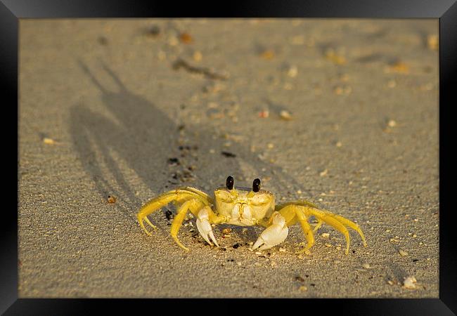 Sand crab on the beach Framed Print by Jason Wells