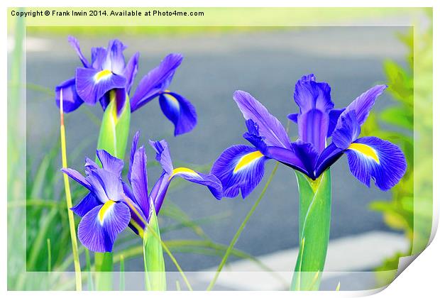 Blue Irises, in full bloom Print by Frank Irwin