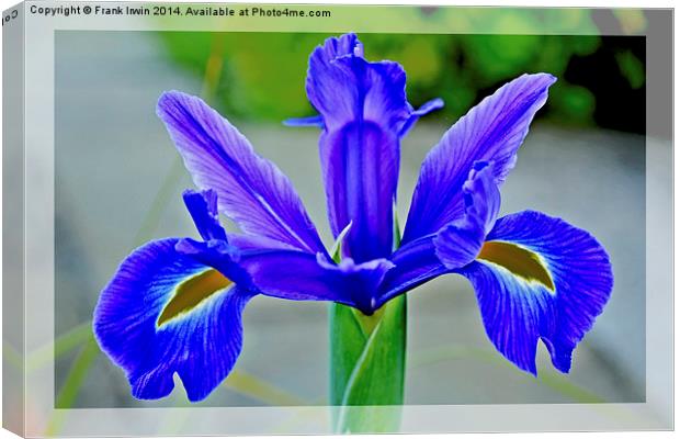 A single Blue Flower head, of the Iris family Canvas Print by Frank Irwin