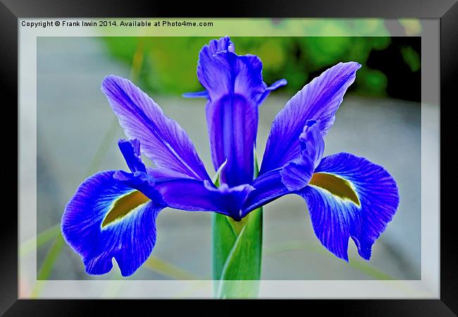 A single Blue Flower head, of the Iris family Framed Print by Frank Irwin