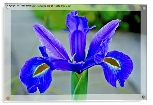 A single Blue Flower head, of the Iris family Acrylic by Frank Irwin