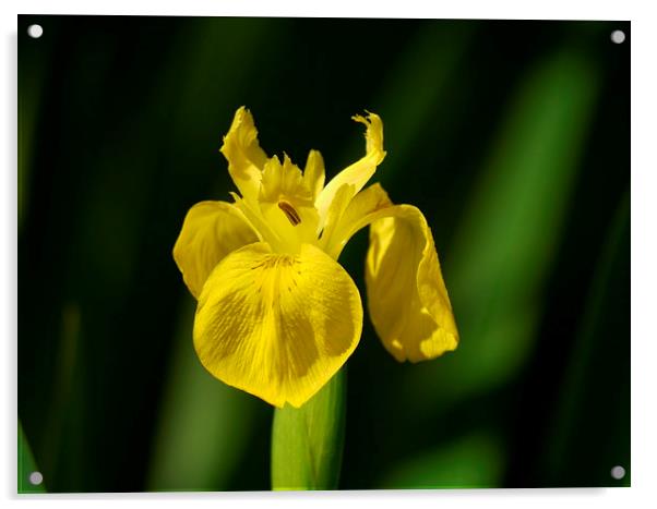 Yellow Iris Acrylic by sharon bennett