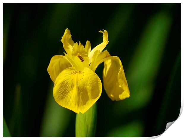 Yellow Iris Print by sharon bennett