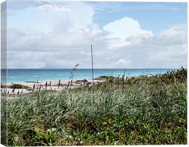 Across the Dunes at Hobe Sound Canvas Print by Judy Hall-Folde