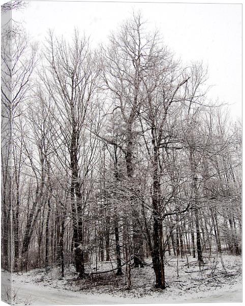 Stand of Trees with Snow Canvas Print by james balzano, jr.