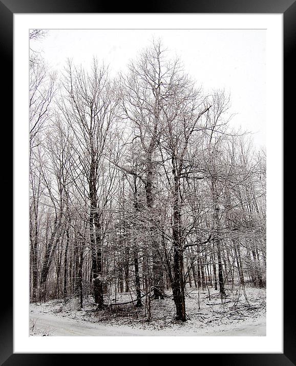 Stand of Trees with Snow Framed Mounted Print by james balzano, jr.