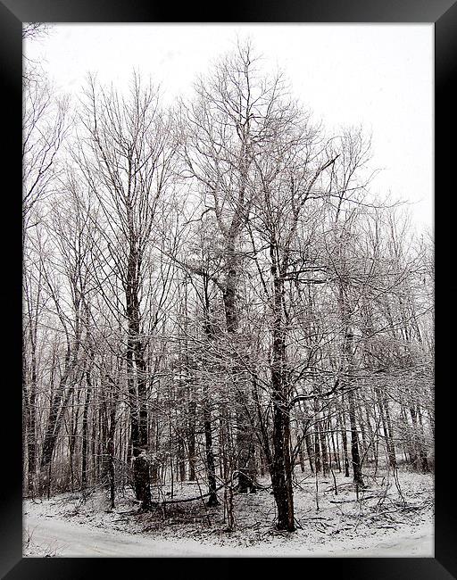Stand of Trees with Snow Framed Print by james balzano, jr.