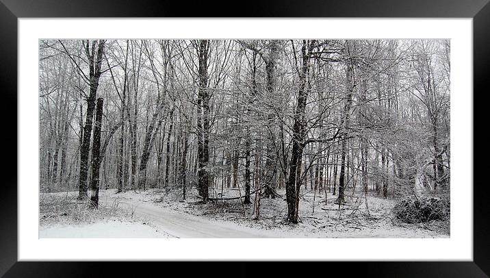 The Woods Framed Mounted Print by james balzano, jr.