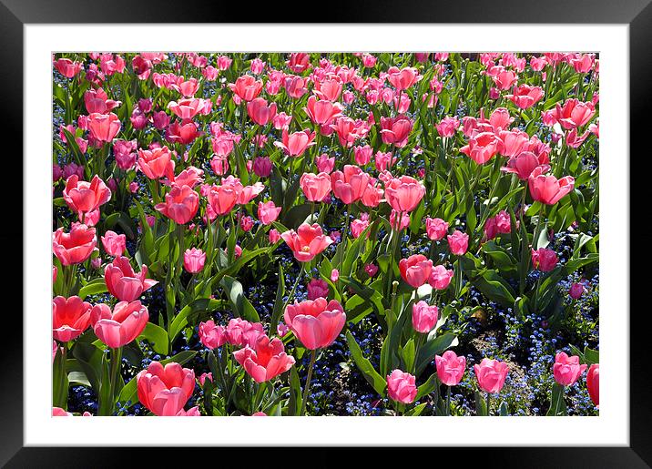 Pink tulips Framed Mounted Print by Matthias Hauser