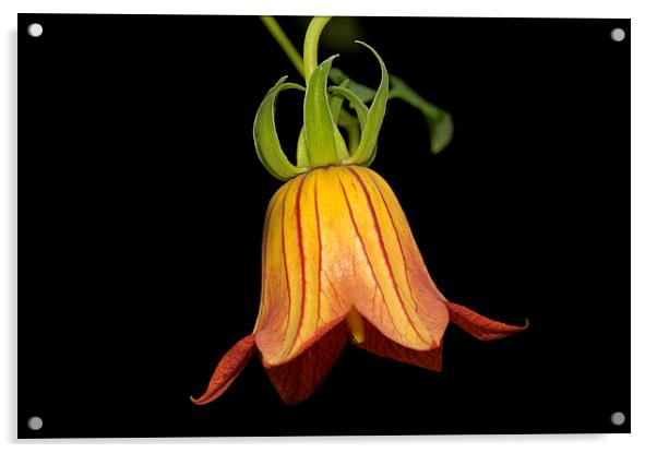 Orange Canary Island Bellflower Acrylic by Matthias Hauser