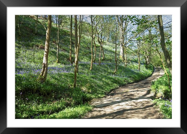 Country lane through a bluebell wood Framed Mounted Print by Paula Connelly